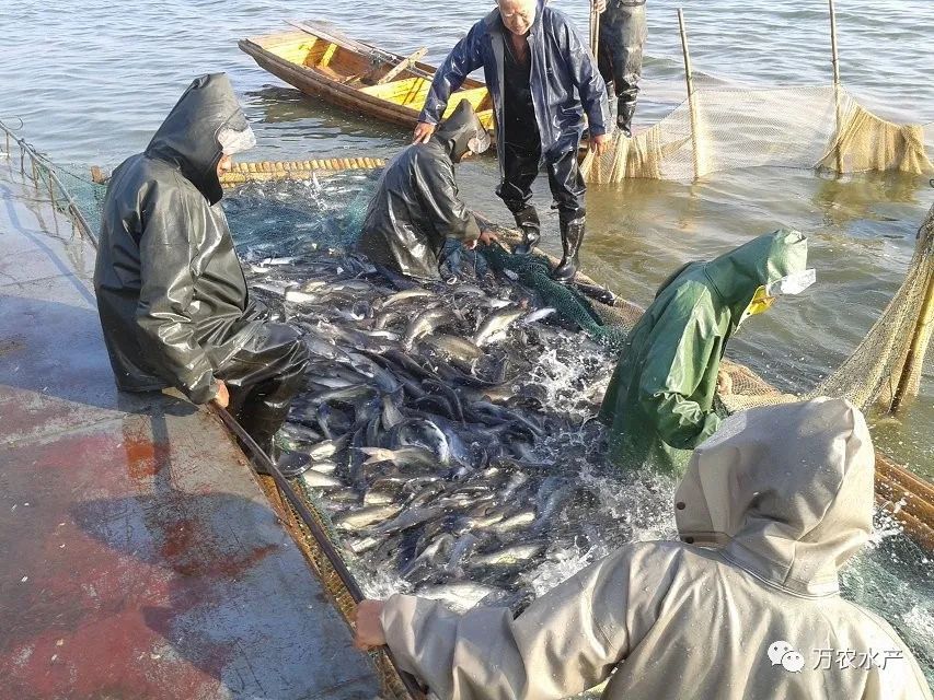 淡水魚價格持續(xù)上漲，深加工鮰魚產(chǎn)品優(yōu)勢明顯