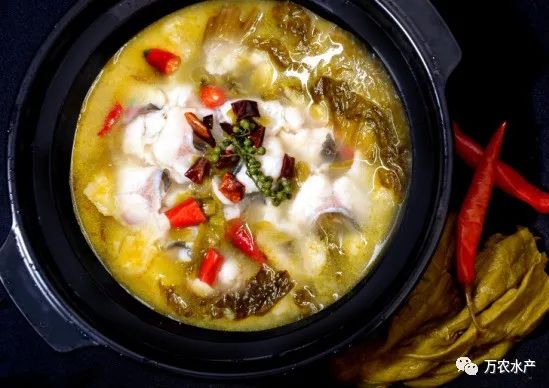 好“魚”知時節(jié)，鮰魚正肥美